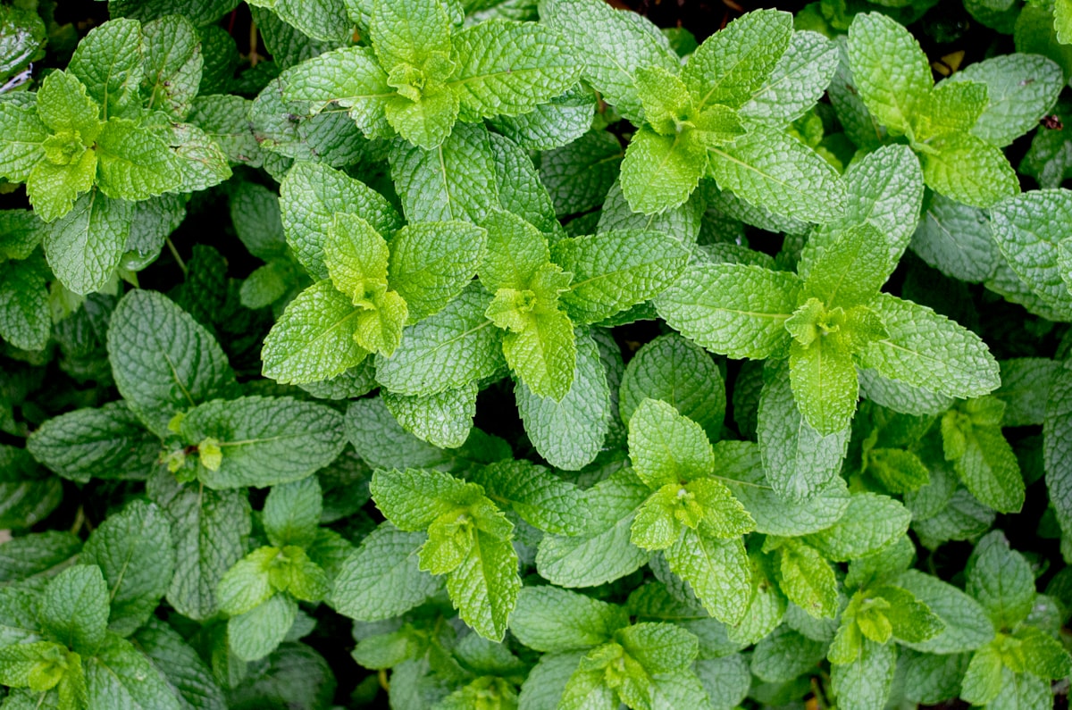Remedios naturales para salud digestiva